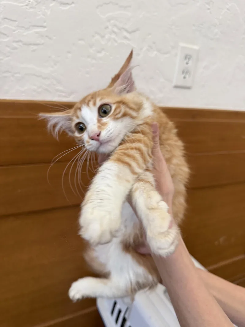 A baby medium-sized male Orange & White Tabby cat named Warren for adoption in Napa, CA