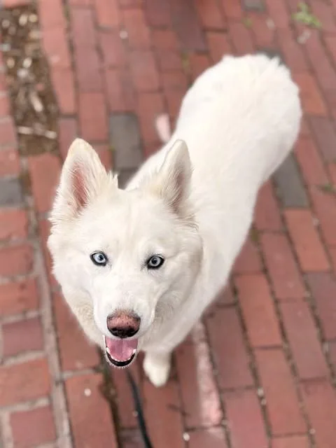 An adult medium-sized female Siberian Husky dog named Lily for adoption in Boston, MA
