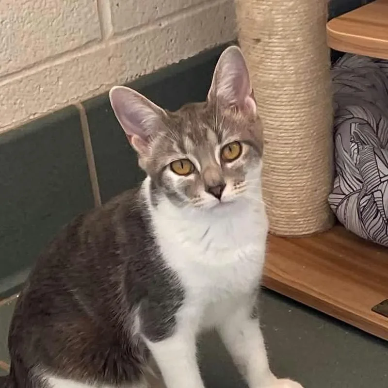 A young small-sized female Domestic Short Hair cat named Josie for adoption in Nashville, TN