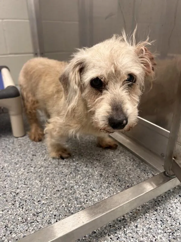 A senior small-sized male Yellow / Tan / Blond / Fawn Terrier dog named Clarence for adoption in bellefontaine, OH