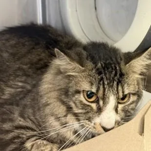 An adult medium-sized female Tabby (Gray / Blue / Silver) Domestic Medium Hair cat named Whiskey for adoption in Phoenixville, PA