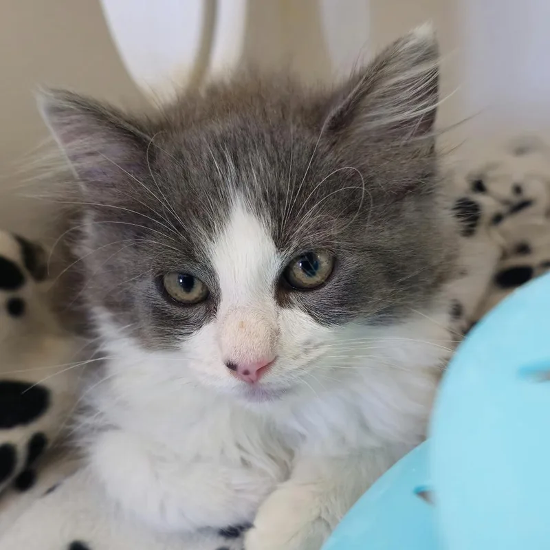 A baby small-sized male Domestic Medium Hair cat named Alex for adoption in Cumming, GA