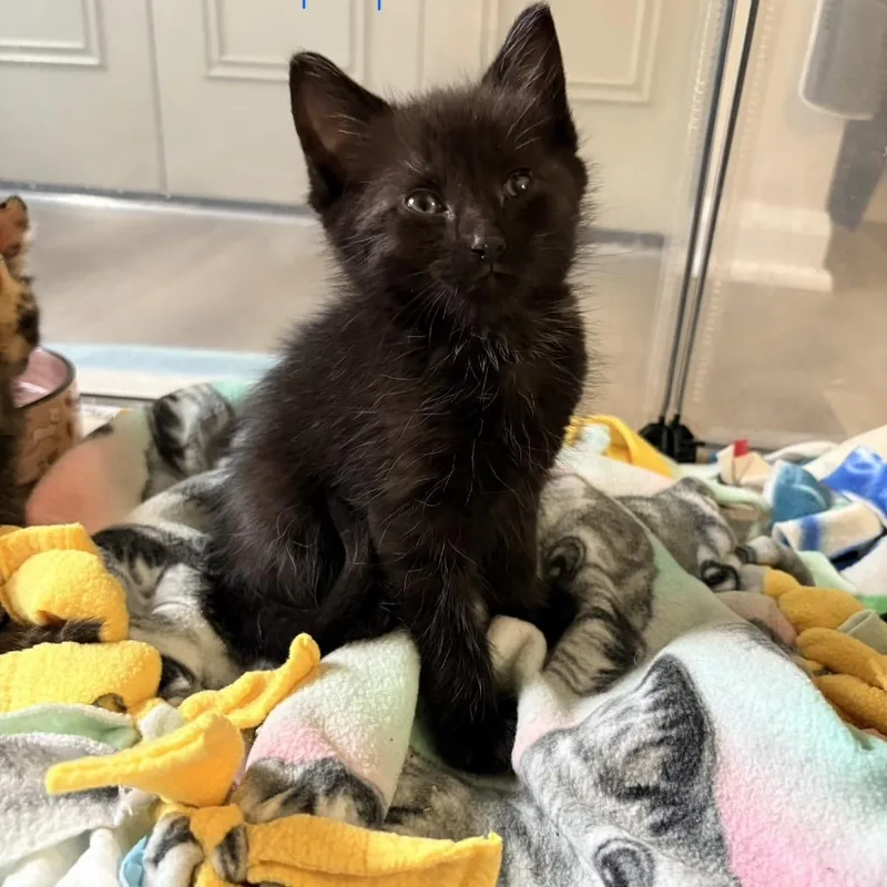 A baby small-sized male Black Domestic Short Hair cat named Cobalt for adoption in Bel Air, MD