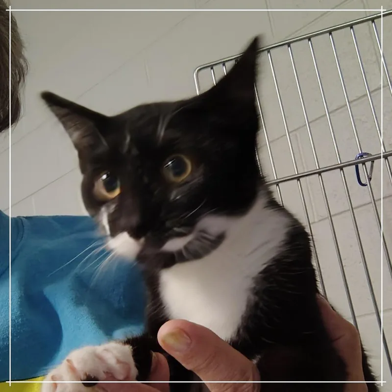 A young medium-sized female Black Domestic Short Hair cat named Whirlybird for adoption in Dearborn, MI