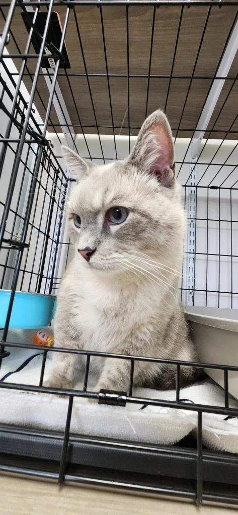 An adult large-sized female Snowshoe cat named Ream for adoption in Van Wert, OH