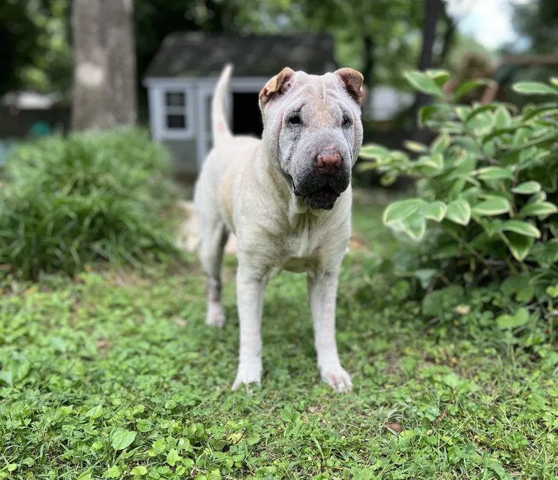 An adult medium-sized female White / Cream Shar-Pei dog named Alice for adoption in Cornelius, NC