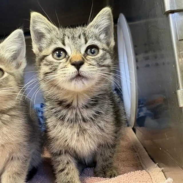 A baby small-sized female Domestic Short Hair cat named Unknown for adoption in Rancho Cucamonga, CA