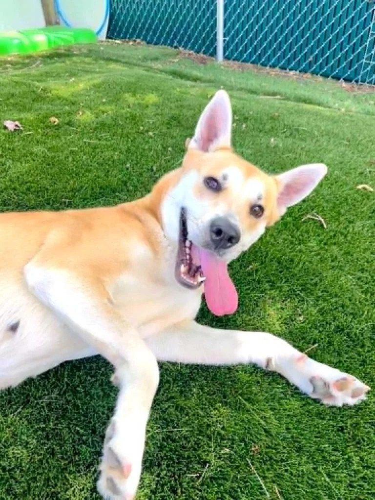 An adult medium-sized female Mixed Breed dog named Marjory for adoption in Durham, NC