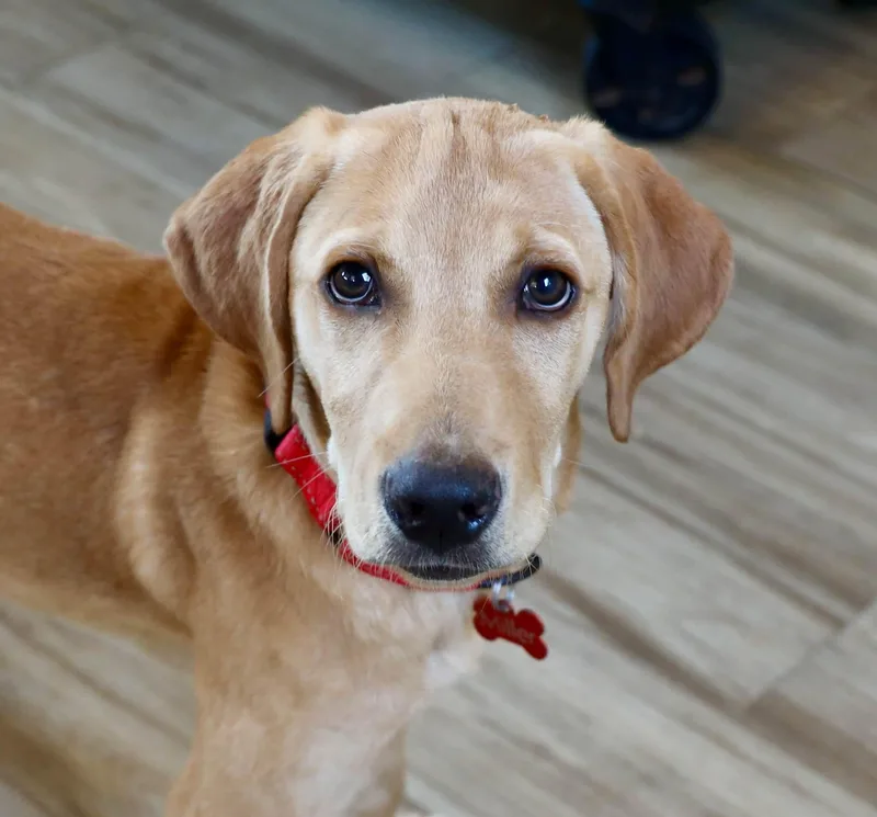 A baby medium-sized male Hound dog named Lucky for adoption in Keller, TX