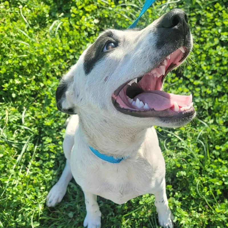 A young medium-sized male Black Retriever dog named Simmons for adoption in CORPUS CHRISTI, TX