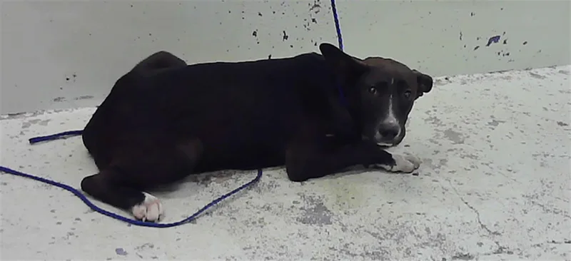 A young small-sized male German Shepherd Dog dog named Buddy for adoption in Houston, TX
