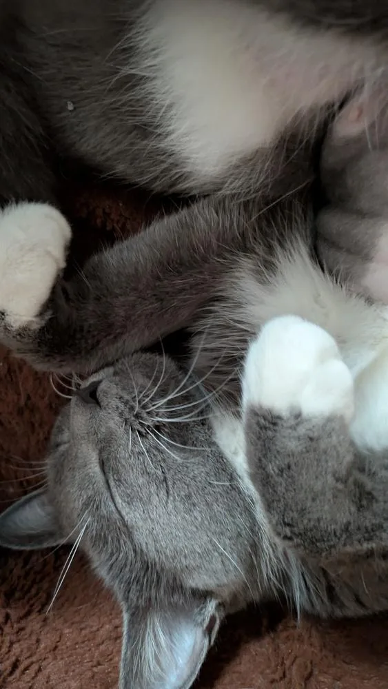 Rosalie thumbnail 2