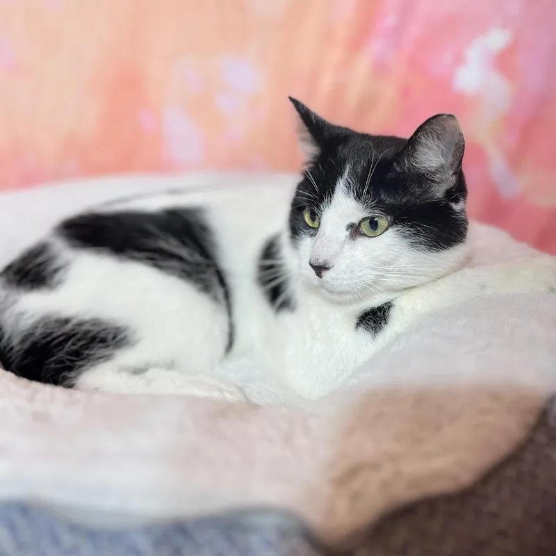 An adult medium-sized male Domestic Short Hair cat named Moo for adoption in Wintersville, OH