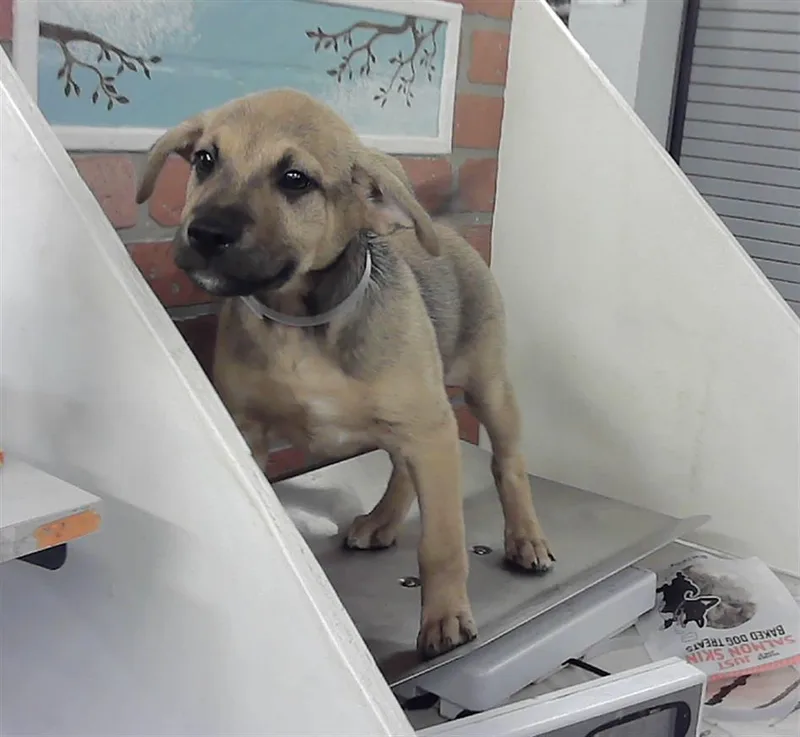 A baby small-sized male Black Mouth Cur dog named James for adoption in Houston, TX