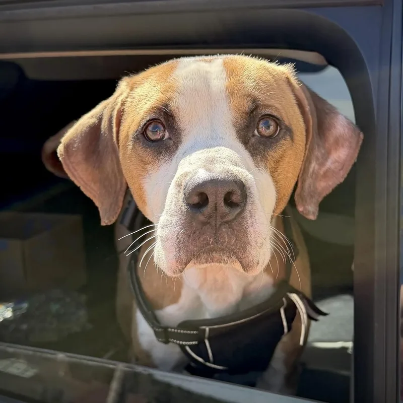 Buster thumbnail 3