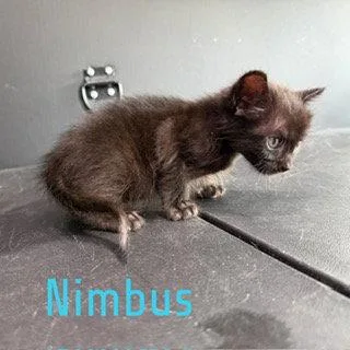 A baby medium-sized male Black Domestic Short Hair cat named Nimbus for adoption in Pleasanton, TX