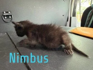 Nimbus thumbnail 2