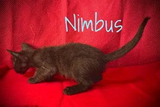 Nimbus thumbnail 3