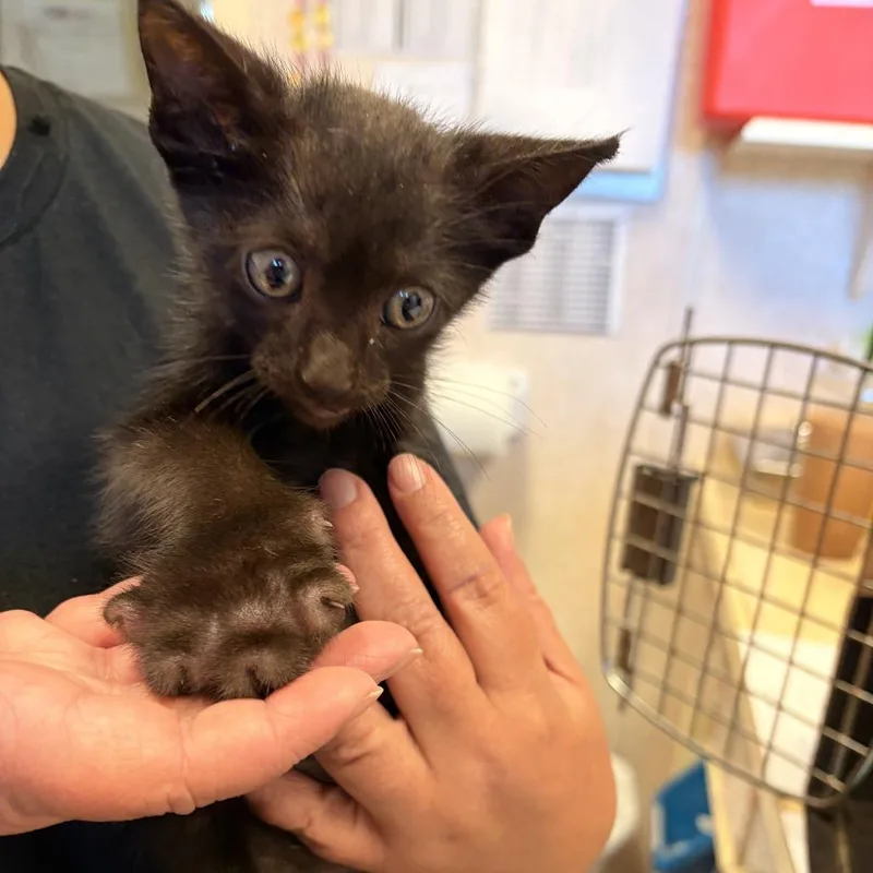 A baby small-sized male Black Domestic Short Hair cat named Nelson for adoption in Carencro, LA