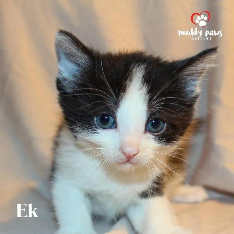 Mayan Litter:  Ek