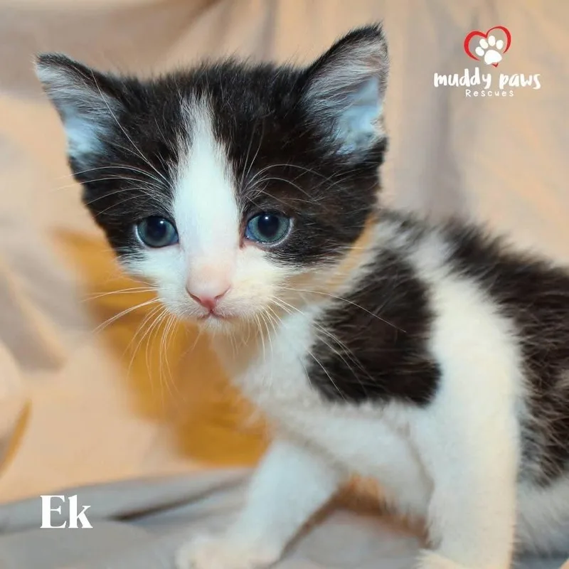 Mayan Litter:  Ek thumbnail 2