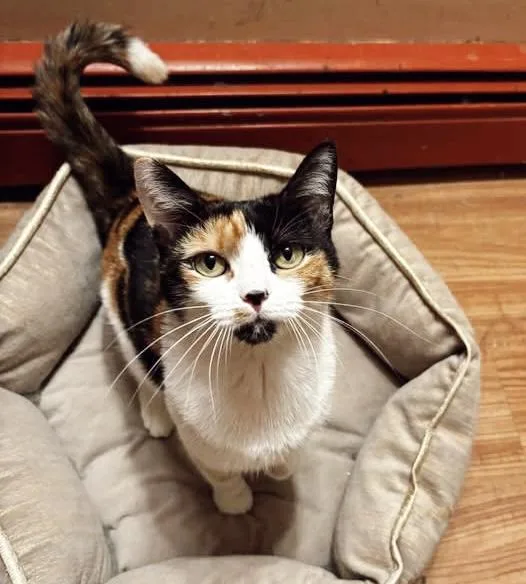A baby medium-sized female Calico cat named Caterpillar for adoption in Philadelphia, PA