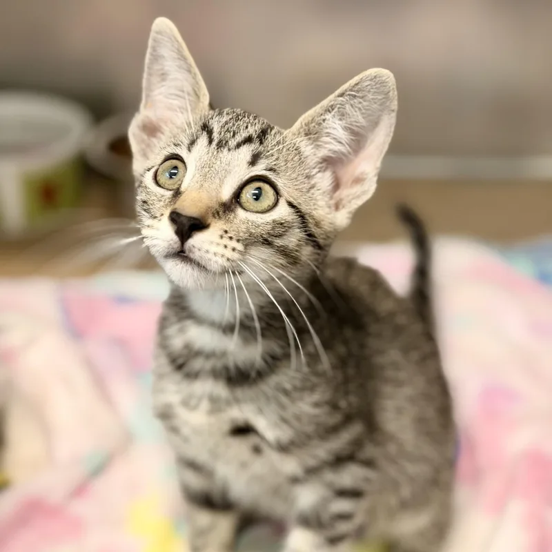 A baby medium-sized male Tabby (Brown / Chocolate) Domestic Short Hair cat named Dialga for adoption in Jackson, NJ