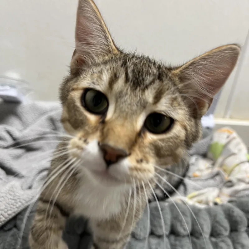 A baby small-sized male Brown / Chocolate Domestic Short Hair cat named Doug for adoption in Spencer, IA