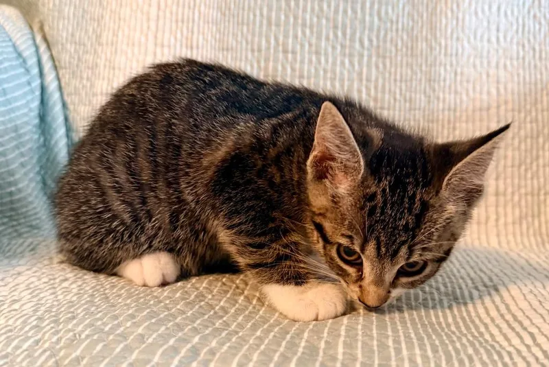 A baby medium-sized female Domestic Short Hair cat named Clementine for adoption in New York, NY