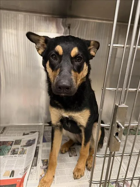 An adult large-sized female German Shepherd Dog dog named Nyx for adoption in Van Nuys, CA