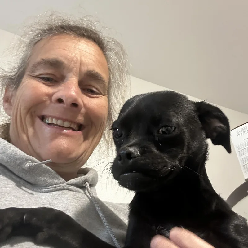 An adult small-sized male Boston Terrier dog named Baby for adoption in Sheridan, OR