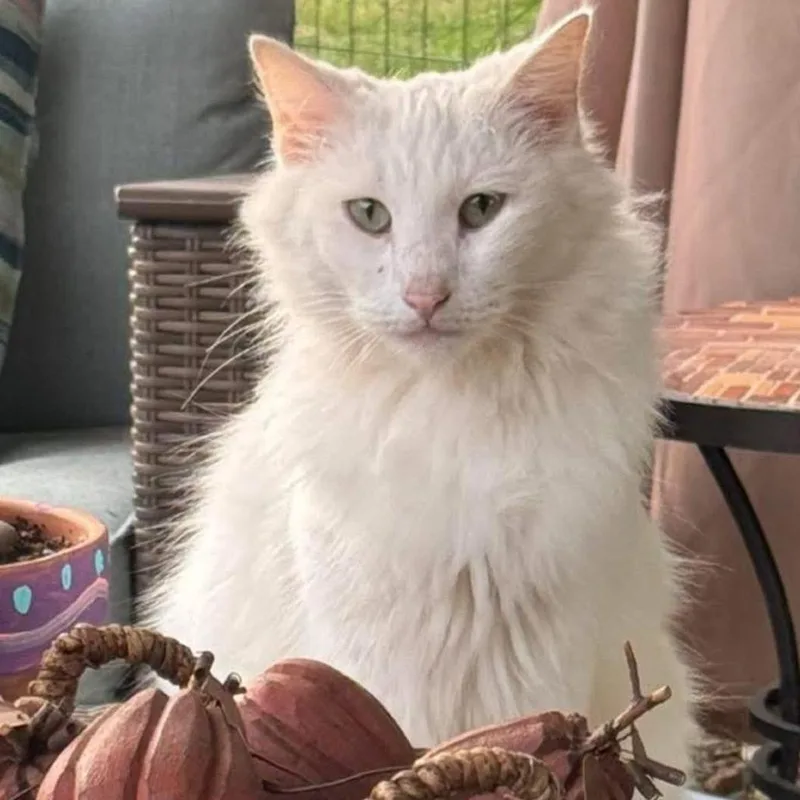 An adult medium-sized male White Domestic Long Hair cat named Casper for adoption in Edwardsville, IL