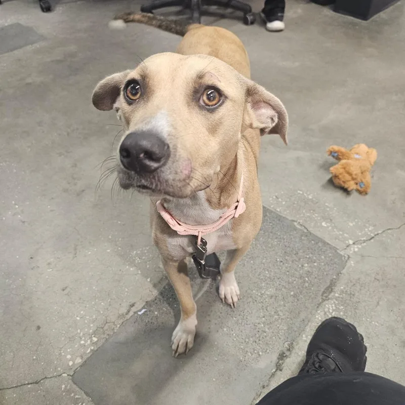 A young medium-sized female Hound dog named Deana for adoption in Tampa, FL