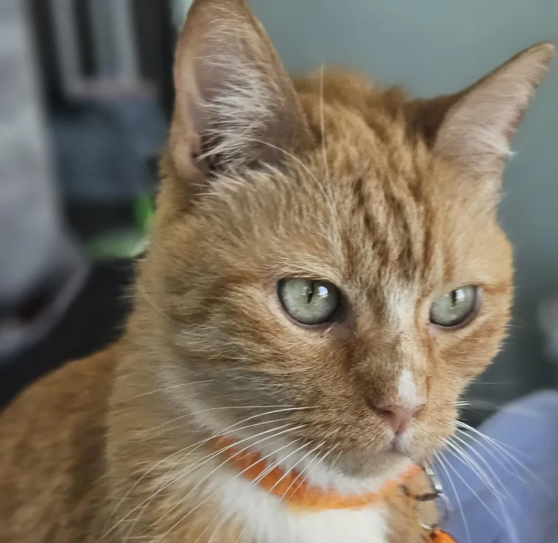 A senior medium-sized male Tabby (Orange / Red) Domestic Short Hair cat named Leo for adoption in Orange, CA