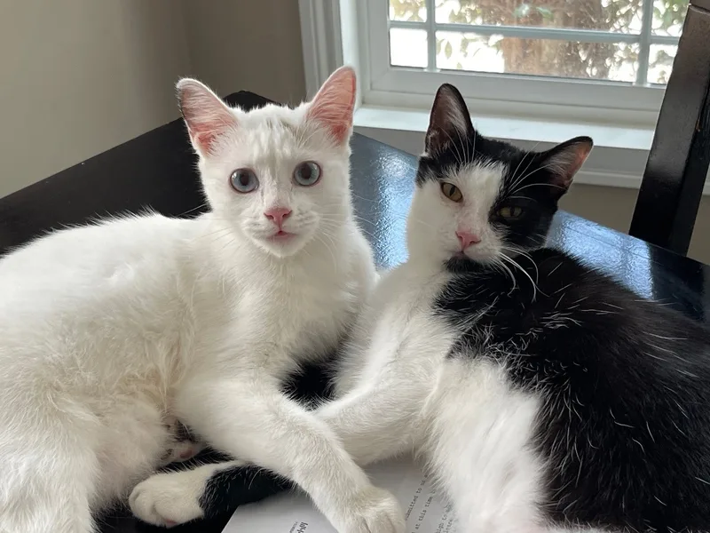A baby small-sized female Buff & White Siamese cat named Billie Sue Bonded To for adoption in Garden Grove, CA