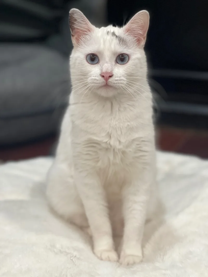 Billie Sue Bonded To thumbnail 4
