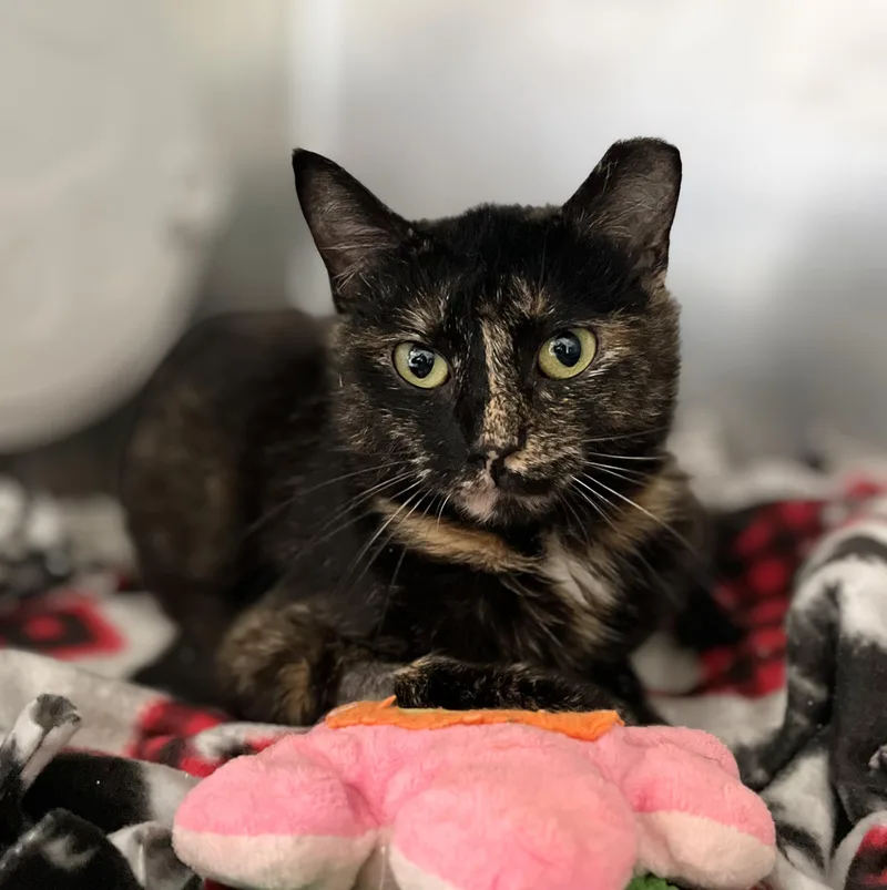 An adult medium-sized female Tortoiseshell Domestic Short Hair cat named Reggie for adoption in Seville, OH
