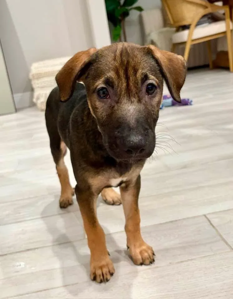 Harley thumbnail 3