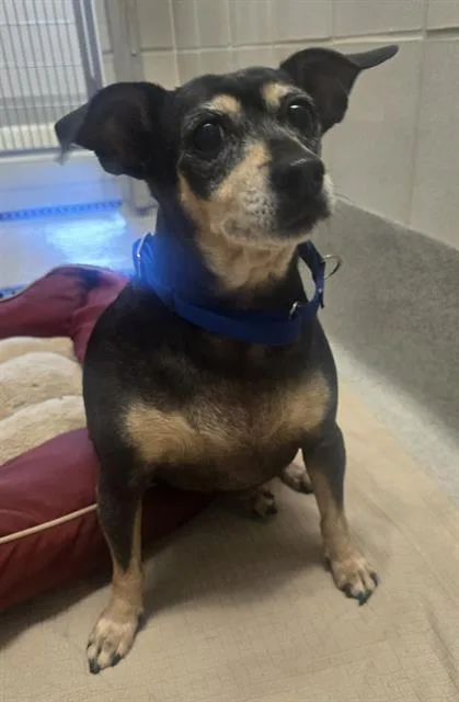 A senior small-sized female Dachshund dog named Jackie for adoption in Auburn, CA
