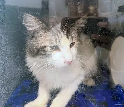 An adult medium-sized male Tabby (Gray / Blue / Silver) Domestic Medium Hair cat named Boberto for adoption in Nashville, TN