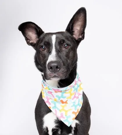 An adult large-sized female Terrier dog named Cali for adoption in North Miami Beach, FL