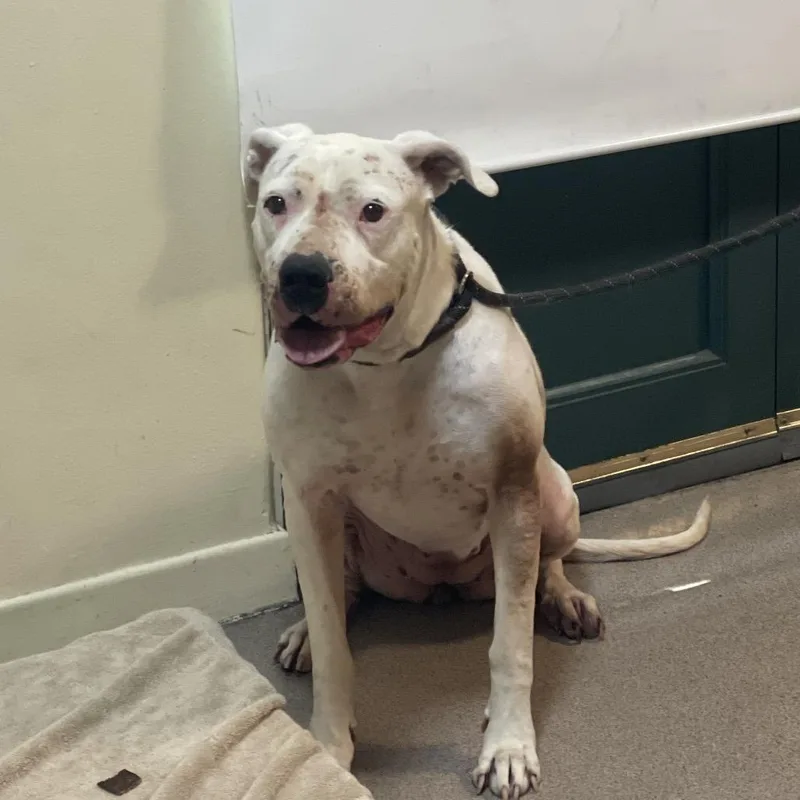 An adult large-sized female White / Cream Pit Bull Terrier dog named Pico for adoption in Pasadena, CA