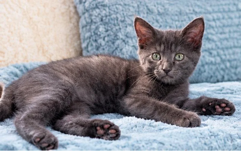 A young medium-sized female Russian Blue cat named Calamity Jane for adoption in Knoxville, TN