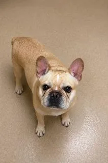 A young small-sized female Yellow / Tan / Blond / Fawn French Bulldog dog named Tina for adoption in Tifton, GA