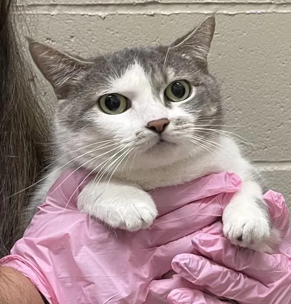 An adult medium-sized female Domestic Short Hair cat named Ita for adoption in El Cajon, CA