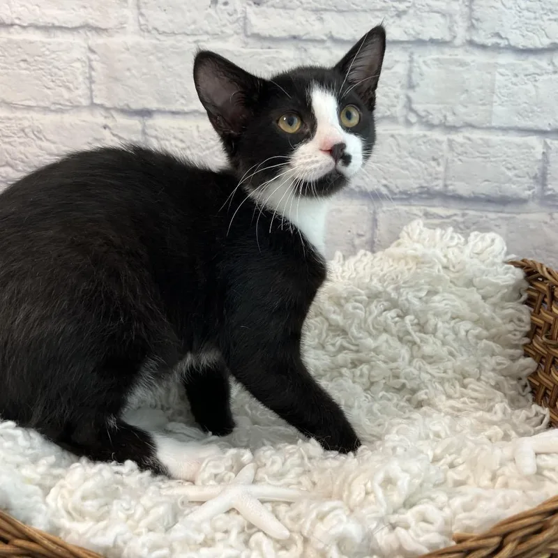 A baby small-sized male Black Domestic Short Hair cat named Preponte for adoption in Harrisonburg, VA