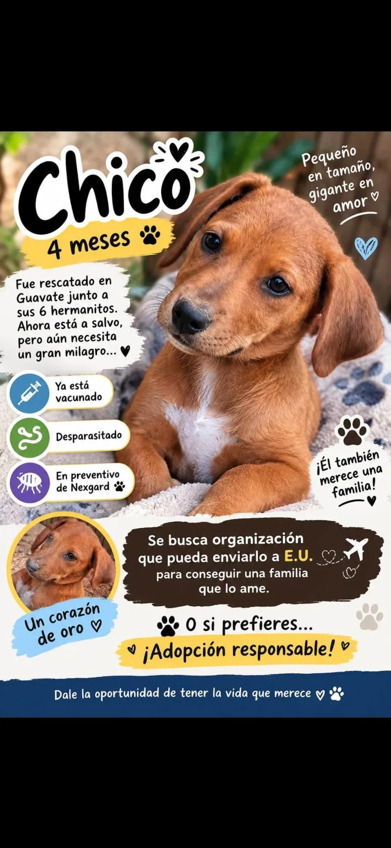 A baby medium-sized male Labrador Retriever dog named Chicho for adoption in New York, NY