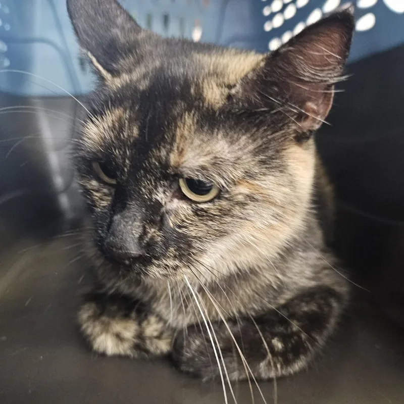 An adult medium-sized female Tortoiseshell Domestic Short Hair cat named MONTStray for adoption in Perkiomenville, PA