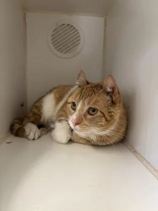 A young medium-sized female American Curl cat named Corn for adoption in Picayune, MS