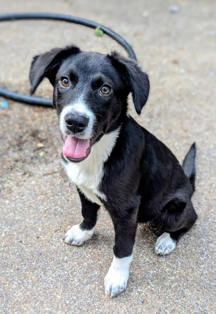 A baby large-sized male Border Collie dog named Jesse for adoption in Princeton, MA